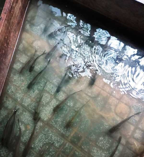 Cá bơi trong sân nhà dân (Ảnh: CTV). 