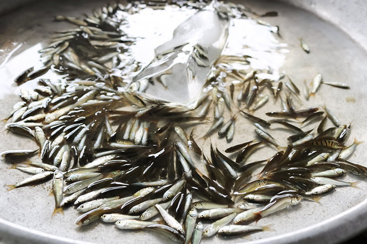 Dù cá linh non được bán với giá cao, khách hàng vẫn đặt mua rất nhiều. Thậm chí, một số người phải đợi vài ngày mới lấy được hàng.