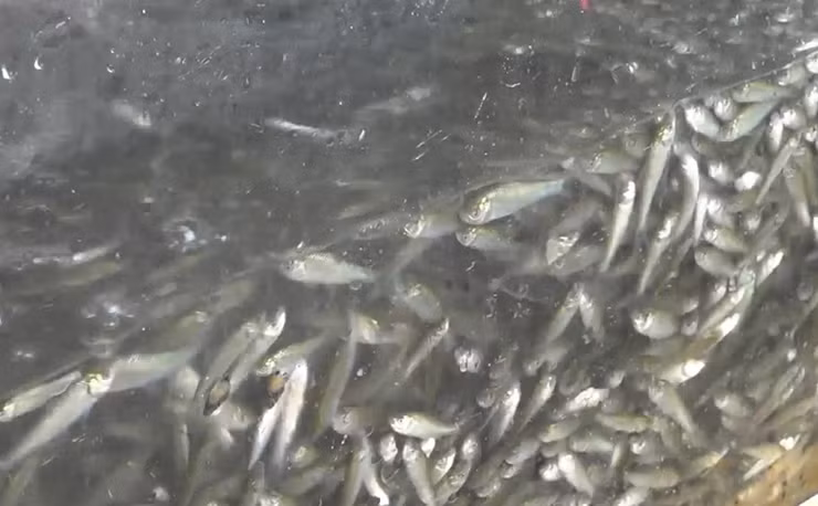 Những con cá linh đầu mùa là đặc sản thơm ngon, được người dân thành phố "săn lùng" về chế biến các món ăn ngon.