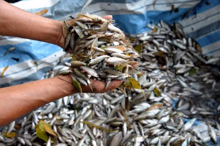 Cá linh lúc này chỉ lớn hơn đầu đũa ăn nên người dân gọi là cá linh non hay cá linh sữa.