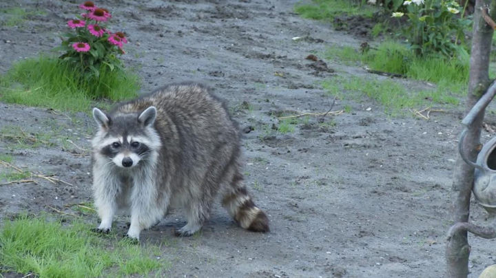 Gau truc Bac My va cac dong vat co the nay sinh y “tra thu”