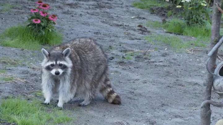 Gau truc Bac My va cac dong vat co the nay sinh y “tra thu”