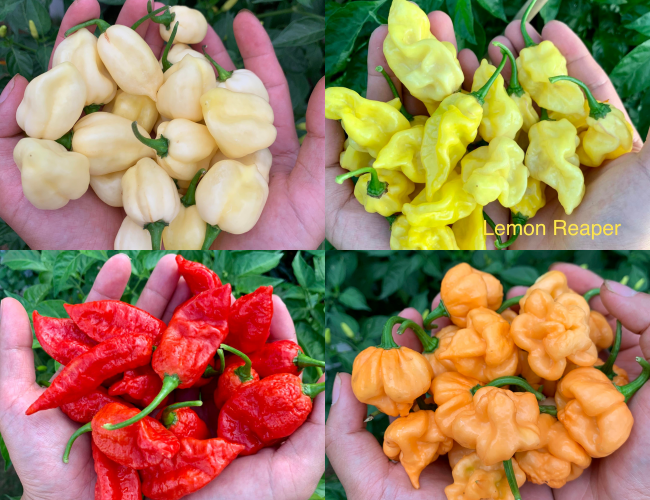 Lạ lùng chàng trai Việt đam mê ớt, ba năm nếm thử... 500 loại ảnh 2