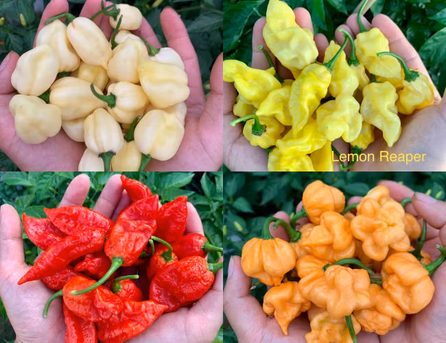 Lạ lùng chàng trai Việt đam mê ớt, ba năm nếm thử... 500 loại ảnh 2