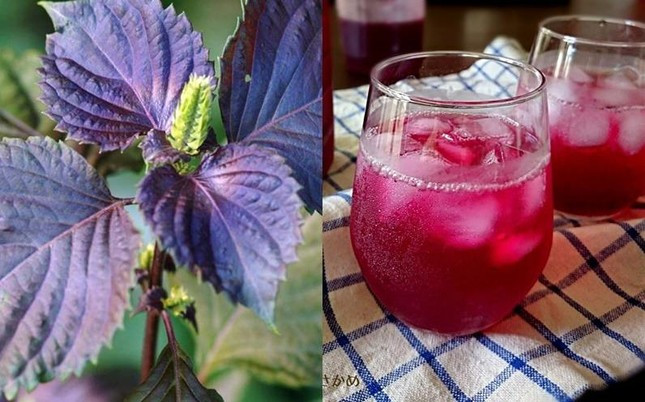 Loai rau duoc coi la thuoc quy tai Nhat, Viet Nam ban re beo-Hinh-2