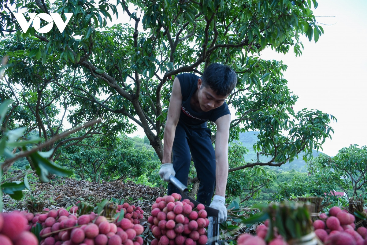 Sau khi bẻ vải xong, mọi người sẽ ngồi lại cắt cuống, bẻ lá bó gọn nhằm dễ dàng vận chuyển lên xe để mang ra điểm cân thu mua vải thiều tiêu thụ.
