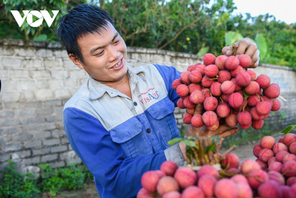 Sau 1 năm làm lụng vất vả "bán mặt cho đất, bán lưng cho trời", người trồng vải Lục Ngạn tươi cười khi giá trị quả vải năm nay đạt chất lượng, giá thành cao.