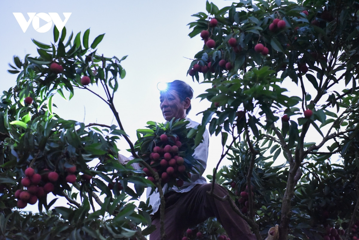 Ông Thăng Văn Báo xã Giáp Sơn (Lục Ngạn, Bắc Giang) cho biết: "Mỗi khi mùa vải chín rộ, nhà nào cũng phải tranh thủ dậy sớm bẻ vải cho kịp vụ mùa. Việc bẻ vải sớm giúp cho vải đẹp hơn, được giá. Đồng thời kịp giờ đi bán vì thương lái vì họ thường thu mua vải vào buổi sáng, chiều là đóng thùng chuyển đi".