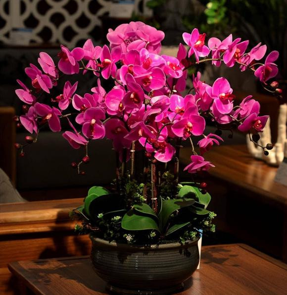 3 loai hoa ngay Tet nen dat trong nha de may man va thinh vuong-Hinh-2