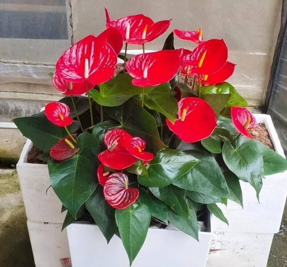 3 loai hoa ngay Tet nen dat trong nha de may man va thinh vuong