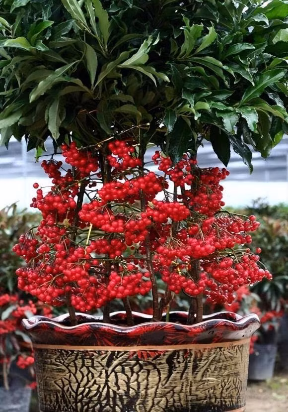 3 loai hoa ngay Tet nen dat trong nha de may man va thinh vuong-Hinh-3