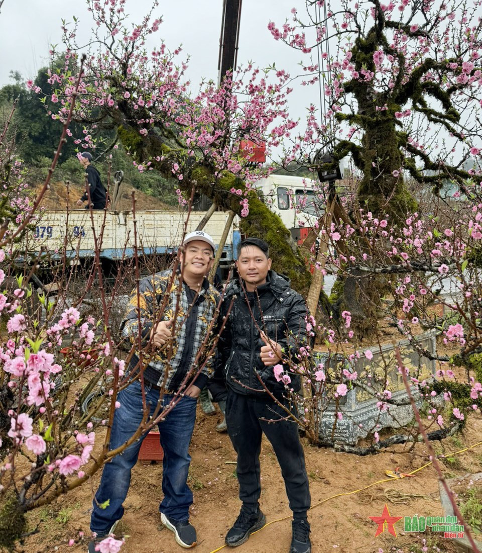 Chiêm ngưỡng vườn đào cổ Sa Pa – tinh túy của núi rừng Tây Bắc - Hình 3 Chiem nguong vuon dao co Sa Pa – tinh tuy cua nui rung Tay Bac-Hinh-3