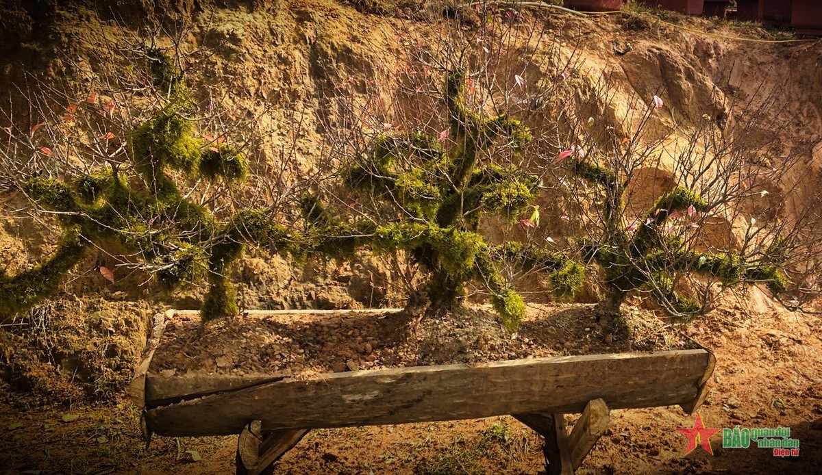 Chiêm ngưỡng vườn đào cổ Sa Pa – tinh túy của núi rừng Tây Bắc - Hình 4 Chiem nguong vuon dao co Sa Pa – tinh tuy cua nui rung Tay Bac-Hinh-4