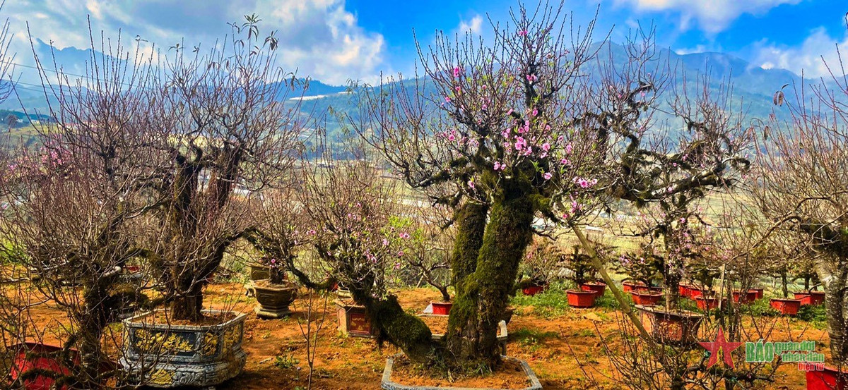 Chiêm ngưỡng vườn đào cổ Sa Pa – tinh túy của núi rừng Tây Bắc Chiem nguong vuon dao co Sa Pa – tinh tuy cua nui rung Tay Bac