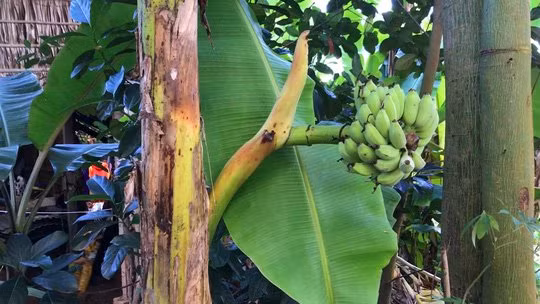 Ky la chuoi tro buong tu giua than cay-Hinh-2