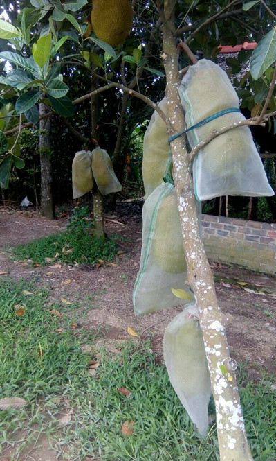 “Thien ha de nhat” mit moi mui nang 2 lang, ca qua nang hon 40 kg