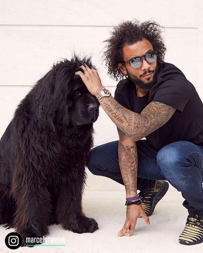 Ngoài con chó dòngNewfoundland có tên Lola, gia đình Marcelo còn nuôi nhiều cún cưng gồm các giống như Bull Pháp, Bull Anh, Labrador.