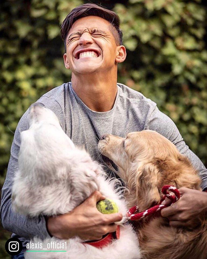 Cuộc sống ở Anh của Alexis Sanchez không quá buồn tẻ bởi anh đã có hai người bạn đồng hành đáng yêu là Atom (màu trắng) và Humber (màu vàng). Chân sút người Chile nuôi 2 con chó từ khi còn khoác áo Barcelona năm 2011 cho đến nay.