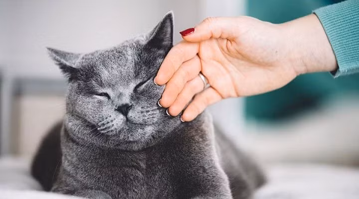 Cach vuot ve meo dung cach chua chac ai cung biet