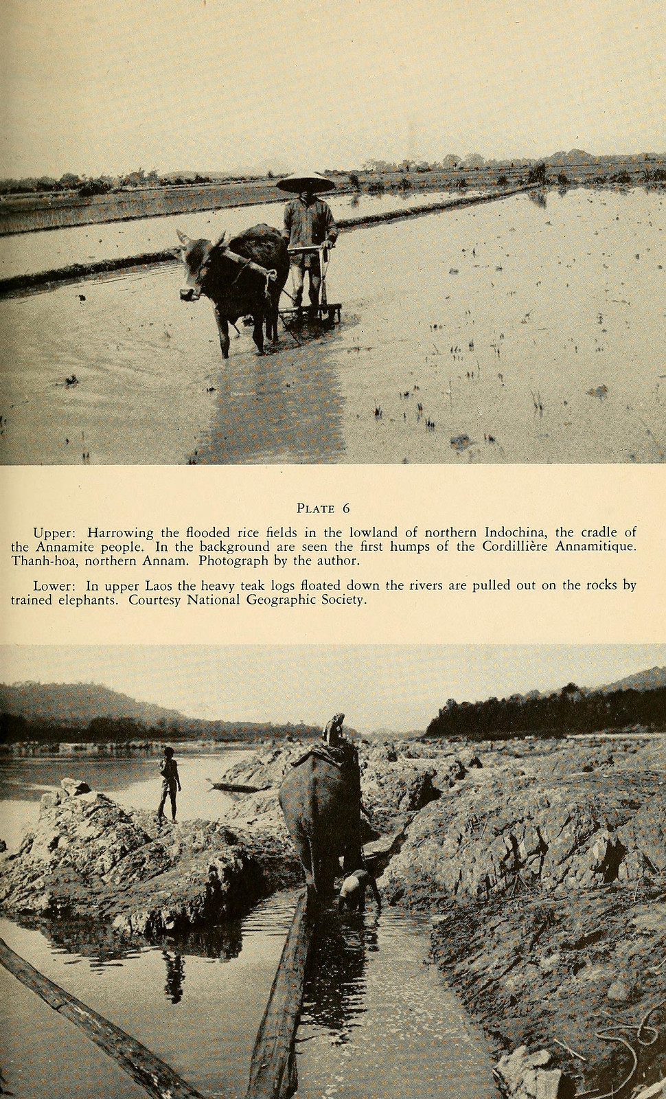 Ảnh trên: Nông dân cày bừa bằng trâu ở tỉnh Thanh Hóa. Ảnh dưới: Kéo gỗ bằng voi ở Lào thời thuộc địa.