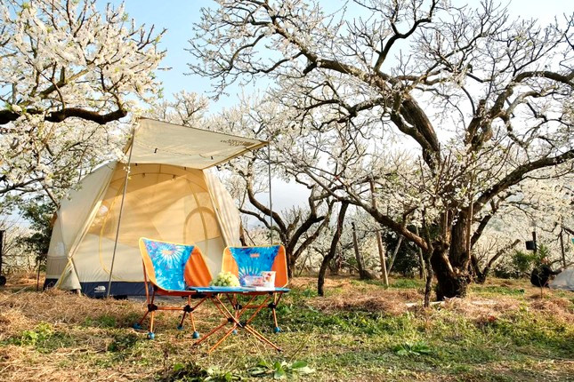 Không chỉ chiêm ngưỡng mùa hoa mận, nhiều du khách tới Mộc Châu dịp này còn được trải nghiệm cắm trại, đốt lửa xuyên đêm giữa vườn mận. Gia đình anh Chu Đức Việt đã có một chuyến cắm trại đáng nhớ, tận hưởng cảm giác đắm mình vào bầu không khí trong lành và tràn ngập sắc hoa mùa xuân.