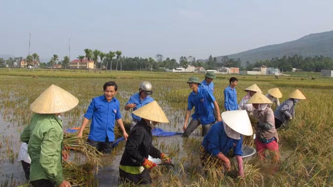 Thanh Hóa không nằm trong vùng tâm bão nhưng ở nhiều khu vực, đồng ruộng bị ngập nước sâu, người dân phải đội mưa gió đi gặt lúa.