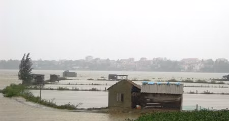 Nhiều đồng nuôi tôm của các hộ dân bị nước lũ xóa trắng.