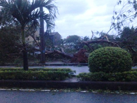 Cây cối bị bão số 10 đánh bật gốc.