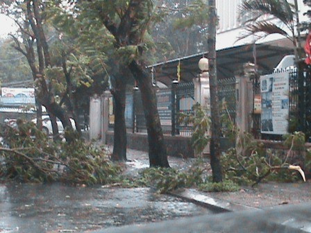 Tại tuyến đường trung tâm của thành phố Huế - đường Lê Lợi, nhiều cây cổ thụ đã bị cơn bão số 10 quật ngã.