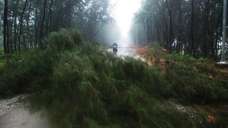 Tại Quảng Trị, cây đổ chắn ngang làm tuyến đường quốc phòng ven biển Vĩnh Linh bị chia cắt.