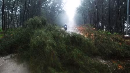 Tại Quảng Trị, cây đổ chắn ngang làm tuyến đường quốc phòng ven biển Vĩnh Linh bị chia cắt.