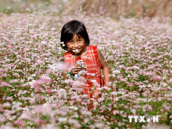 Nhiều năm trở lại đây, cứ đến mùa hoa tam giác mạch nở, dân phượt từ khắp mọi miền Tổ quốc lên kế hoạch về Lào Cai, Hà Giang ngắm hoa, thưởng ngoạn cảnh sắc tuyệt đẹp.
