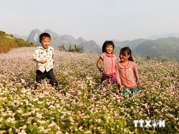 Sang năm, đến tháng 10-11, Lào Cai sẽ thêm phần rực rỡ bởi màu sắc của những cánh đồng bạt ngàn hoa tam giác mạch.