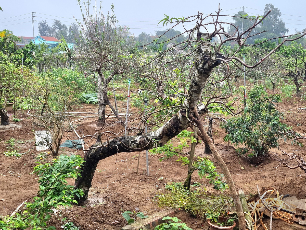 9X tiết lộ bí quyết chăm đào phai ra hoa đẹp mê mẩn - Hình 7 9X tiet lo bi quyet cham dao phai ra hoa dep me man-Hinh-7