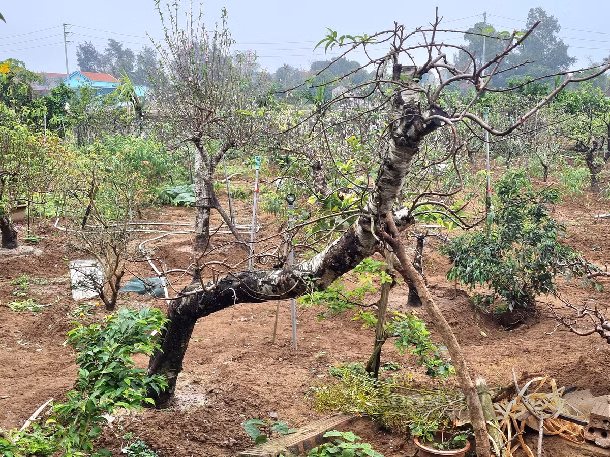 9X tiet lo bi quyet cham dao phai ra hoa dep me man-Hinh-7