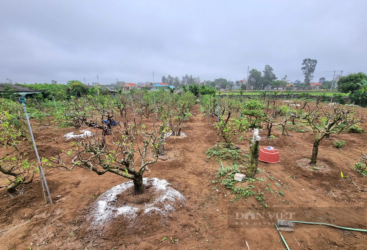 9X tiết lộ bí quyết chăm đào phai ra hoa đẹp mê mẩn - Hình 6 9X tiet lo bi quyet cham dao phai ra hoa dep me man-Hinh-6