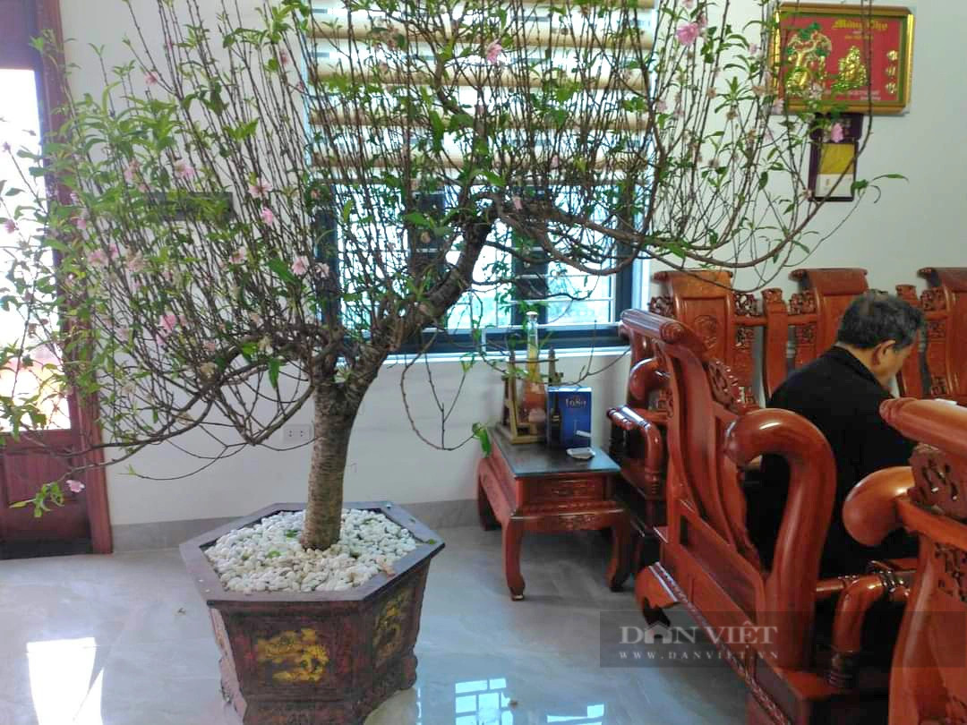 9X tiết lộ bí quyết chăm đào phai ra hoa đẹp mê mẩn - Hình 2 9X tiet lo bi quyet cham dao phai ra hoa dep me man-Hinh-2