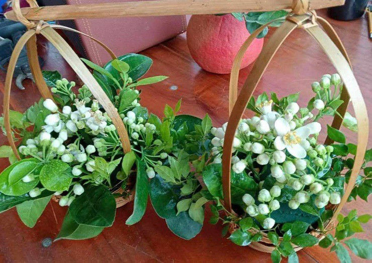 Hoa buoi duoc gia, nhieu chu vuon bo tui tien trieu moi ngay-Hinh-8