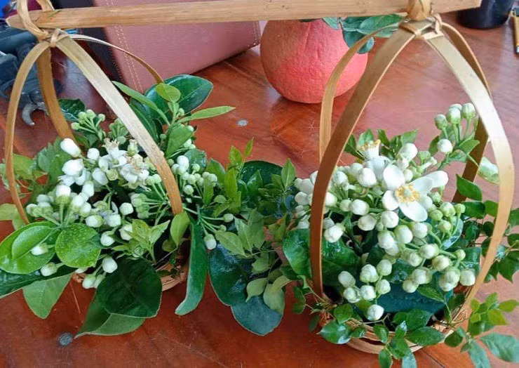 Hoa buoi duoc gia, nhieu chu vuon bo tui tien trieu moi ngay-Hinh-8