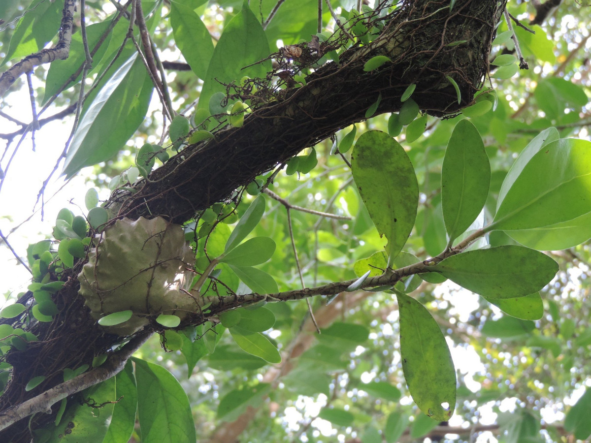 Cây bí kỳ nam hay còn gọi là kỳ nam kiến, có tên khoa học Hydnophytum formicarum jack, thuộc họ cà phê. Đây là loài cây sống cộng sinh với kiến, có tác dụng trong nghiên cứu điều trị bệnh. Loài thực vật này đã được đưa vào Sách đỏ Việt Nam.