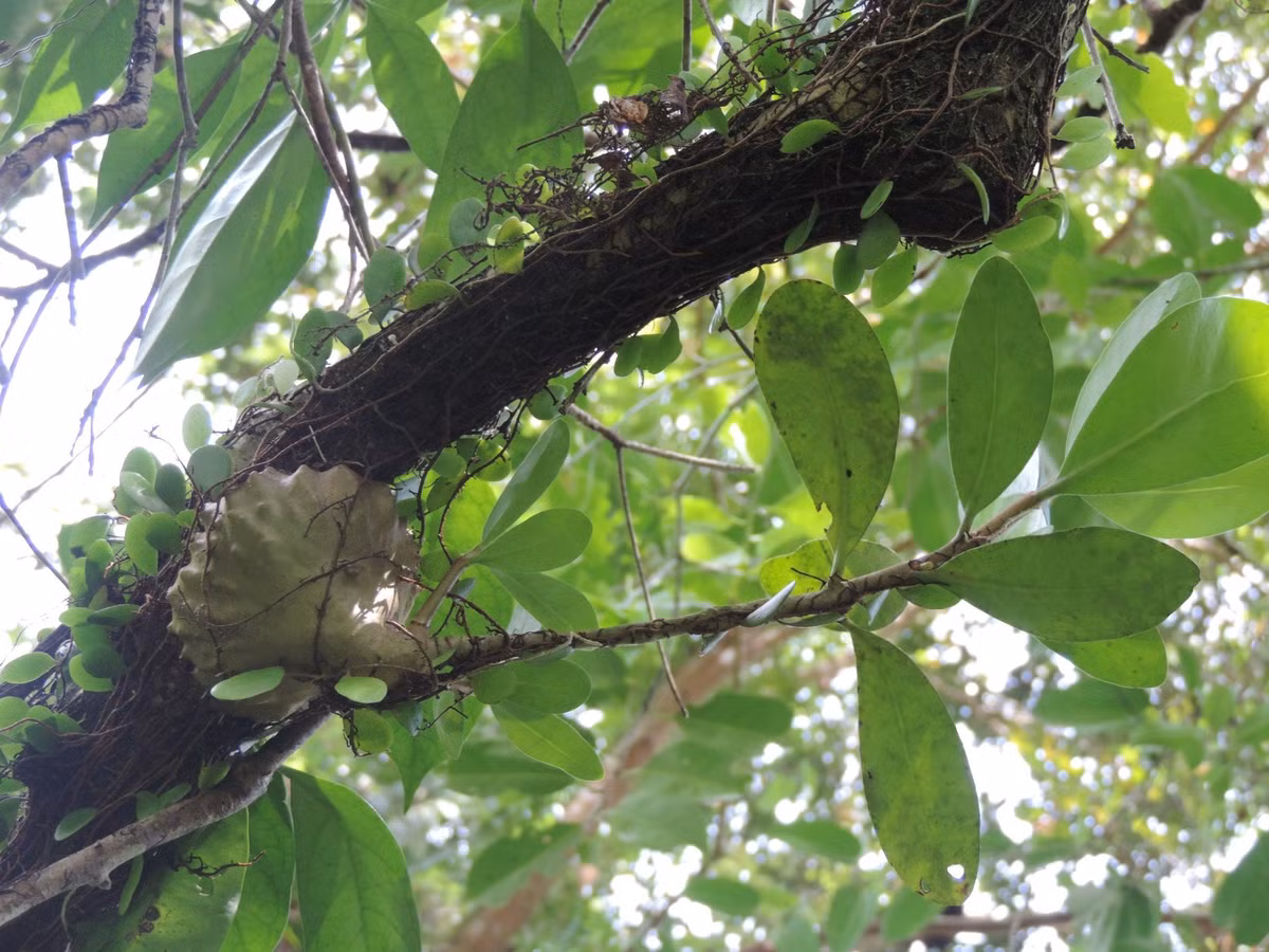 Cây bí kỳ nam hay còn gọi là kỳ nam kiến, có tên khoa học Hydnophytum formicarum jack, thuộc họ cà phê. Đây là loài cây sống cộng sinh với kiến, có tác dụng trong nghiên cứu điều trị bệnh. Loài thực vật này đã được đưa vào Sách đỏ Việt Nam.