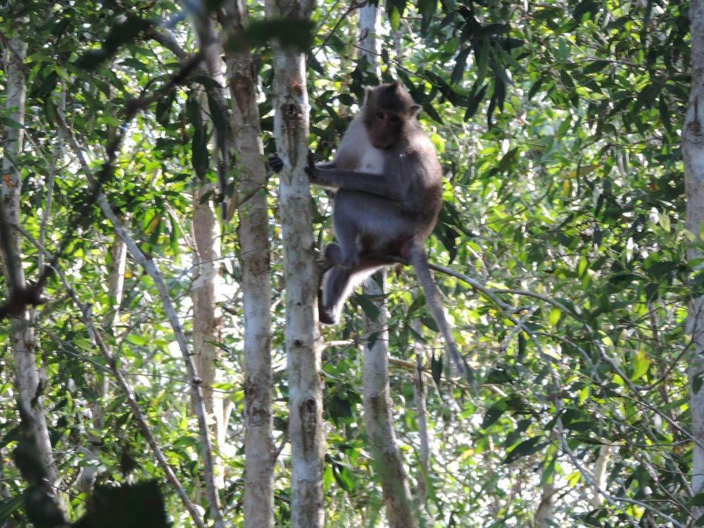 Khỉ leo cây trong Vườn quốc gia U Minh Hạ.