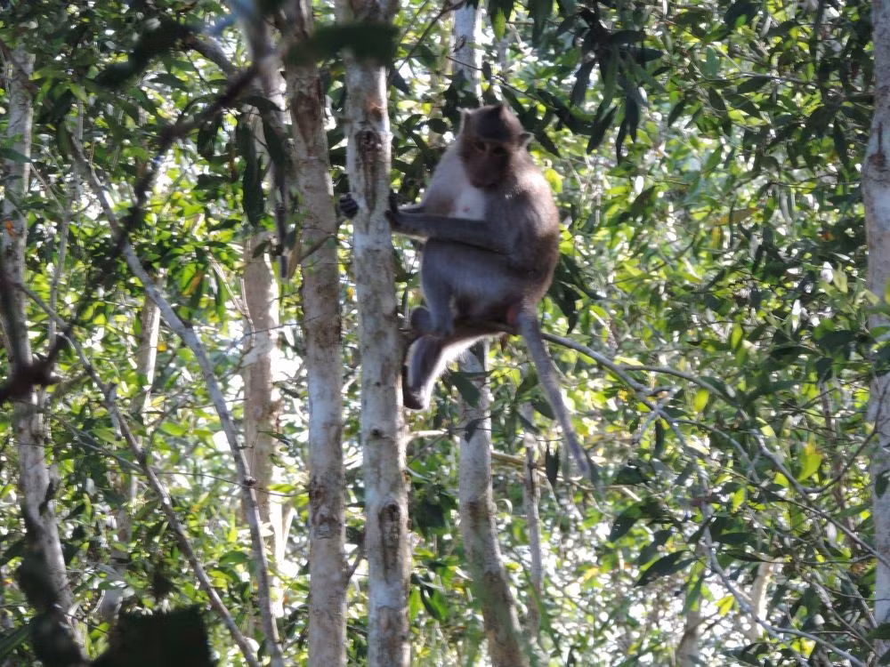 Khỉ leo cây trong Vườn quốc gia U Minh Hạ.