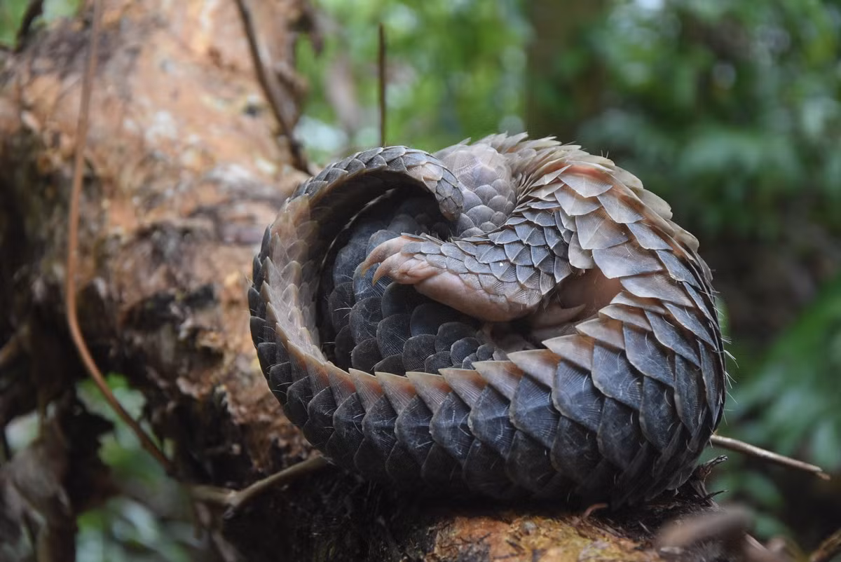 Tê tê được phát hiện tại Vườn quốc gia U Minh Hạ.