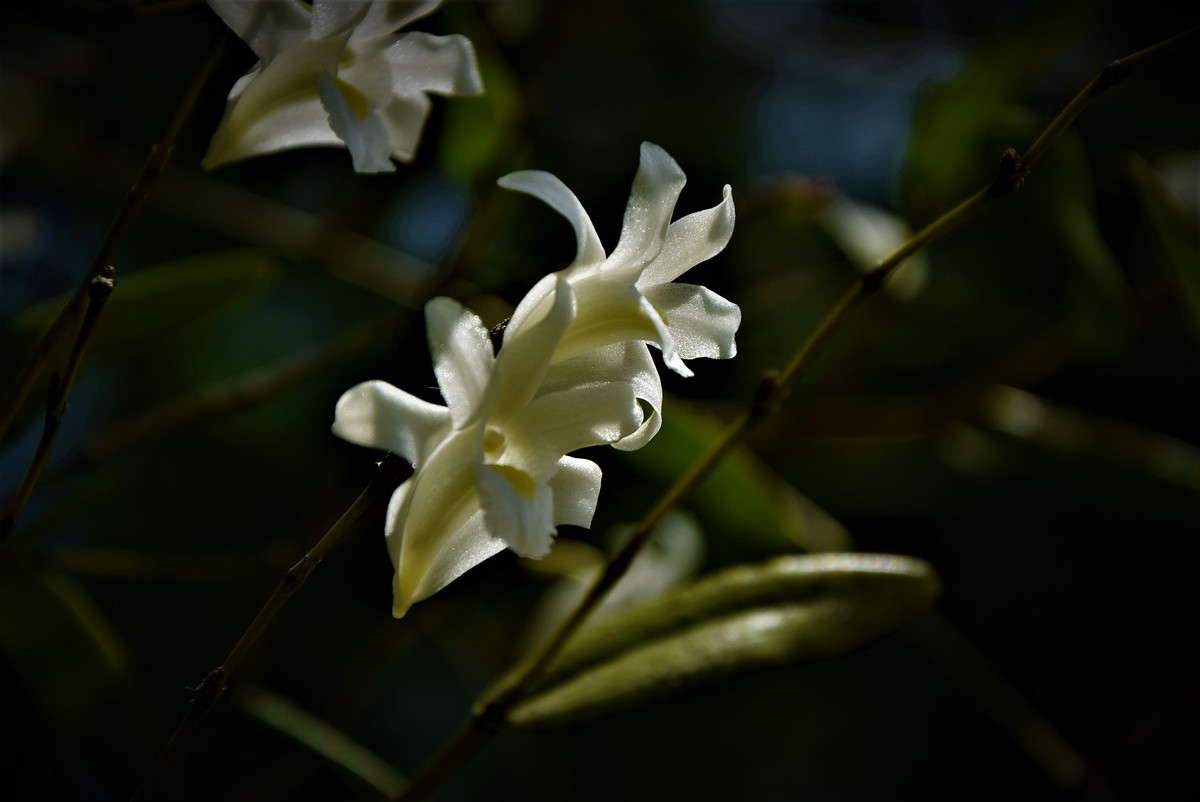 Hoa hoàng thảo bạch câu.