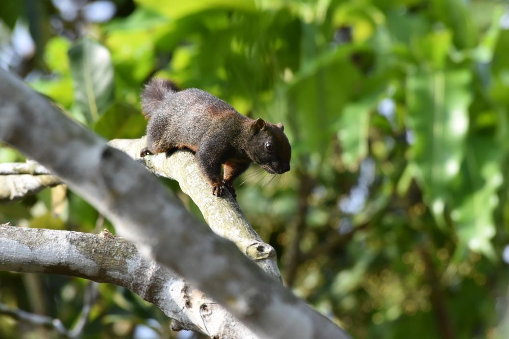 Sóc đỏ tung tăng leo trèo trên cây.