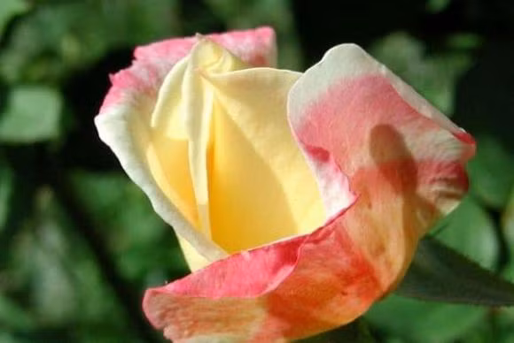 4 dac diem cua nguoi hanh phuc-Hinh-3