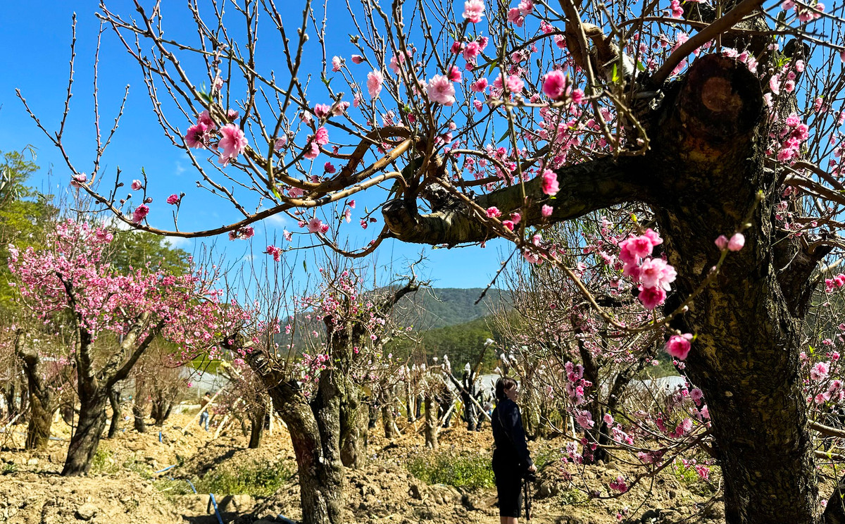 Ruc ro vuon dao Tay Bac co thu tren cao nguyen Lam Dong