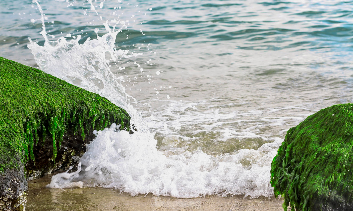 Sóng biển xô vào những phiến đá phủ đầy rêu xanh.