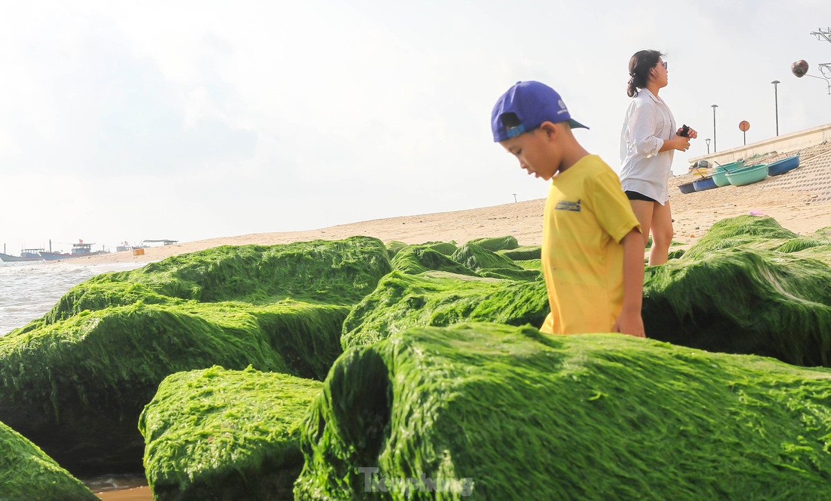 Nằm trên dãy Phương Mai, cách trung tâm TP. Quy Nhơn khoảng 20km, xã Nhơn Hải đang trở thành một điểm đến du lịch biển hấp dẫn. Đến Nhơn Hải mùa này, ngoài bãi đá rêu xanh, du khách còn tận hưởng vẻ đẹp của thiên nhiên giữa biển xanh, cát trắng, nắng vàng, tận hưởng những giây phút thư giãn, hít thở không khí trong lành. Ảnh: Trương Định